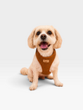 Load image into Gallery viewer, Teddy Adjustable Harness Set
